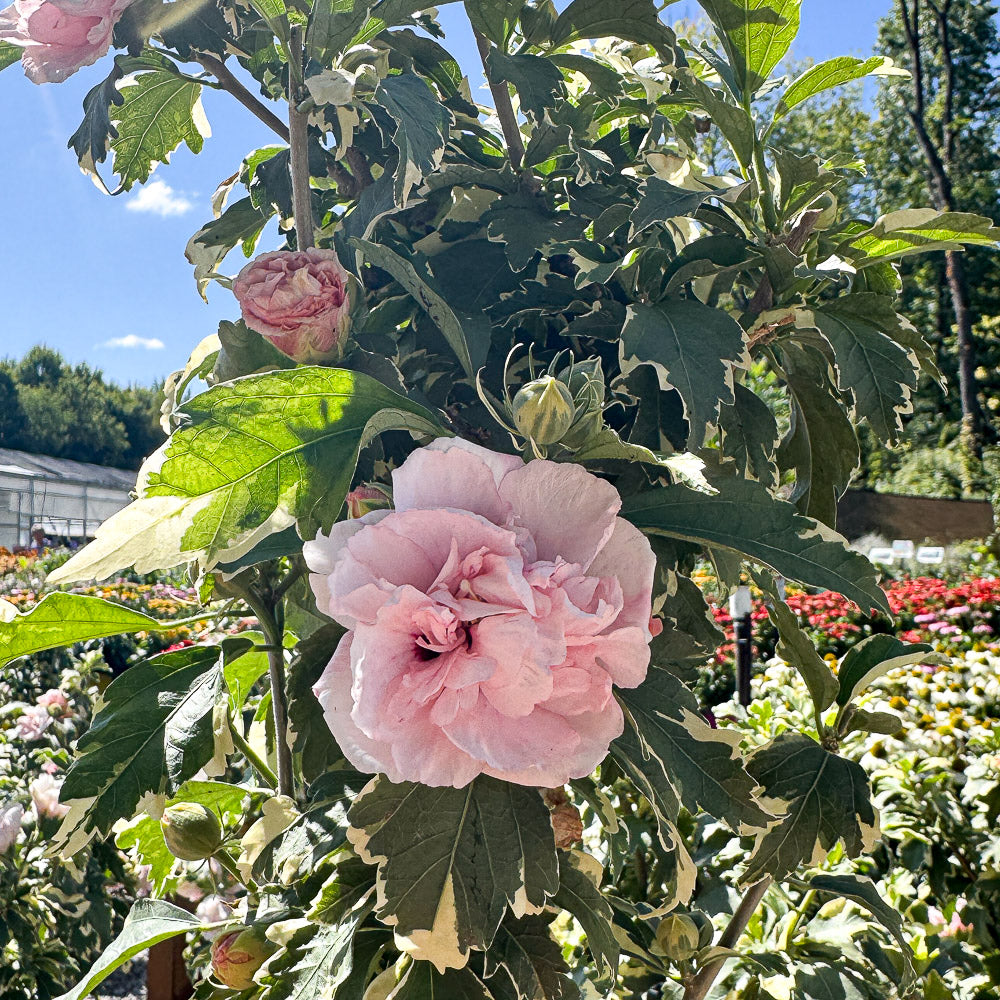 Double Flowered Hibiscus Syriacus Sugar Tip® | Limited Release for Pickup Now
