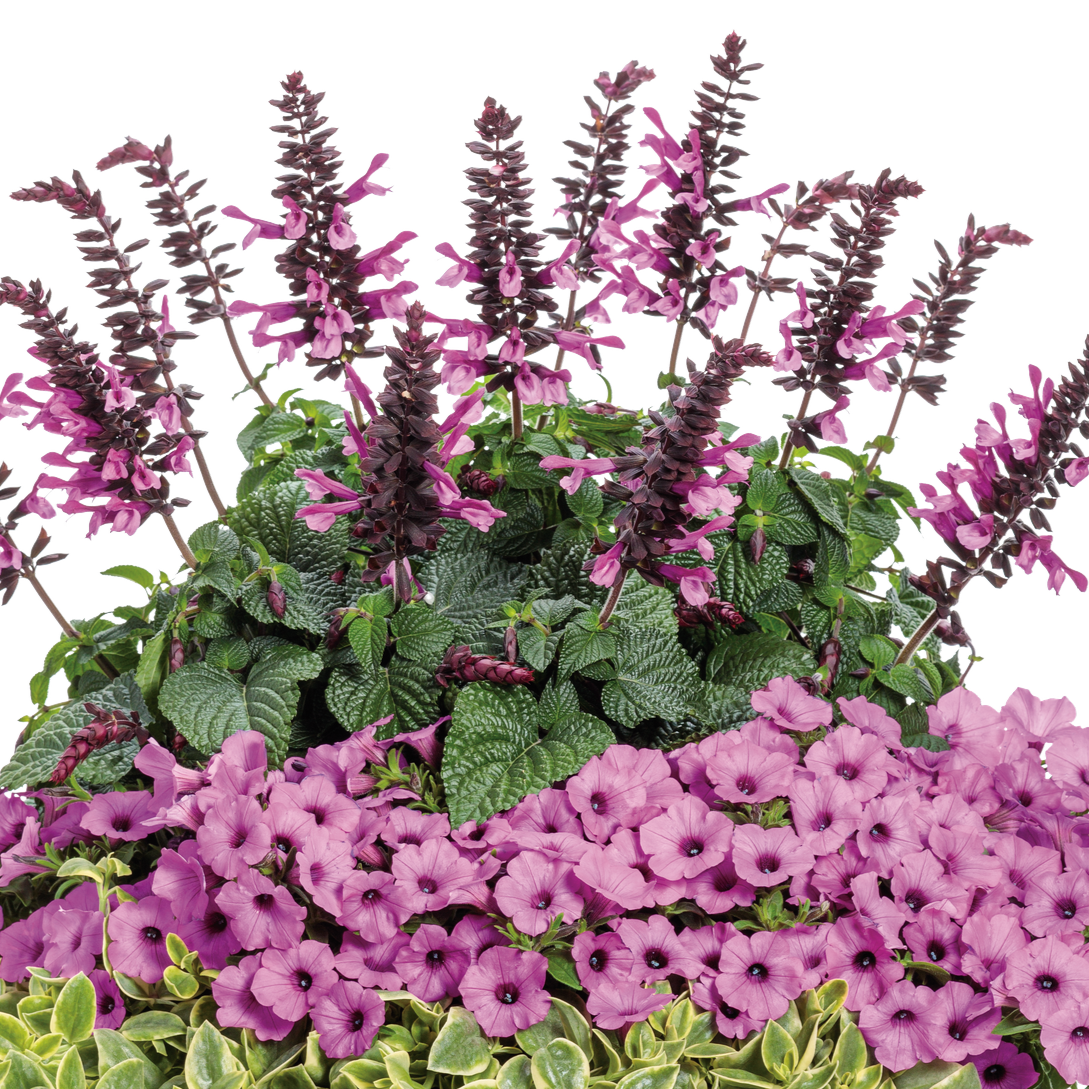 Preorder Salvia 'Unplugged Pink' BiggerVigor Trio | PICKUP ONLY!
