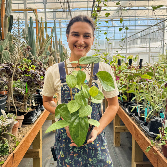 Hoya sarawak | Limited Release