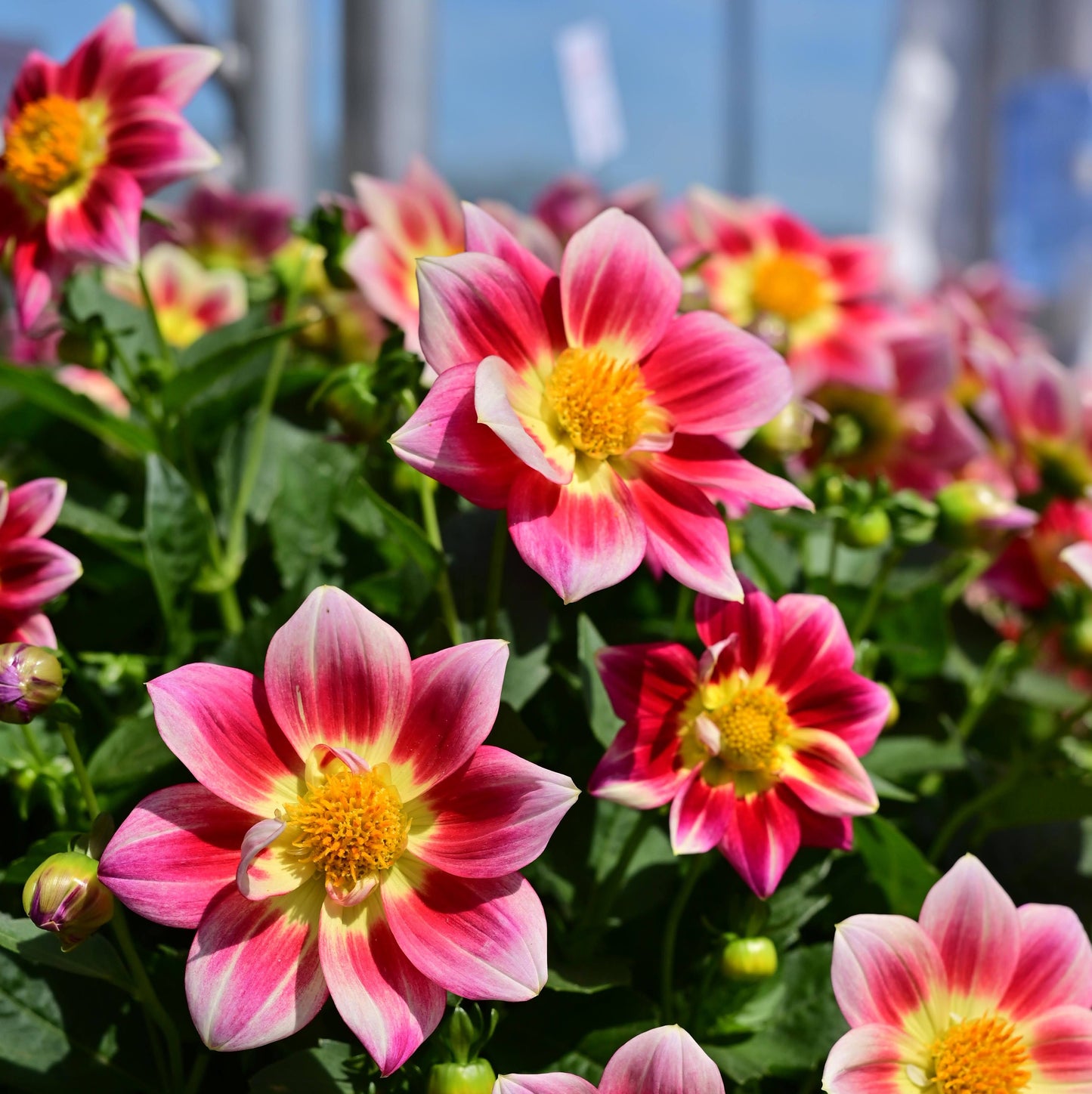 Dahlia 'Summer Bees Red' ~ Trio of 3 Hefty Plants for Preorder