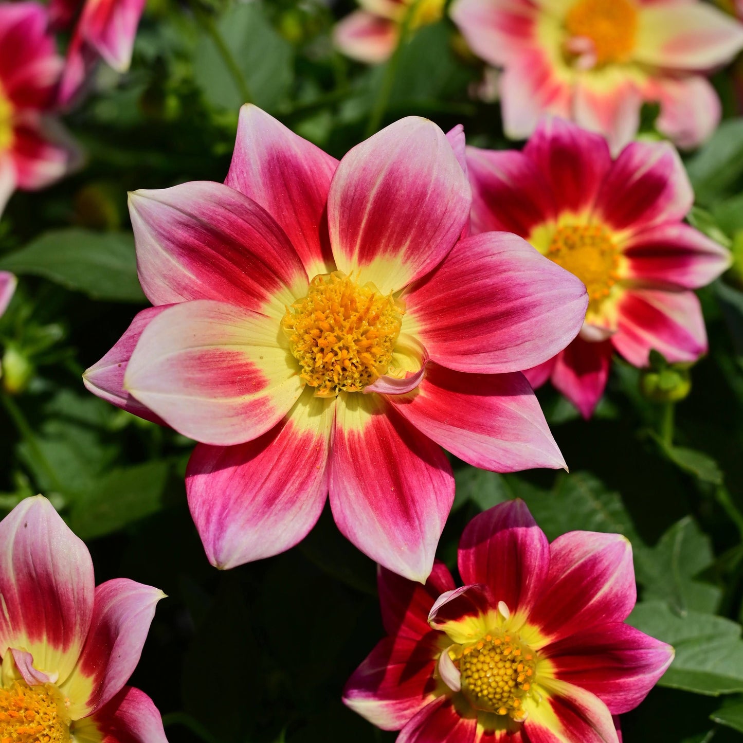 Dahlia 'Summer Bees Red' ~ Bundle of 8 Hefty Plants for Preorder