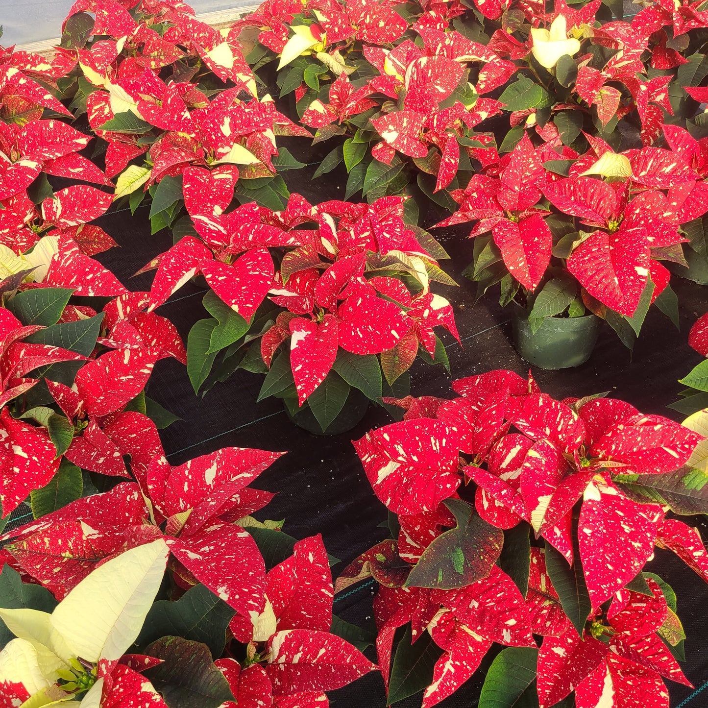 Poinsettia - Tinsel Town
