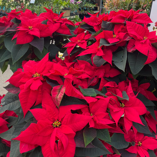 Poinsettia Peppermint Red