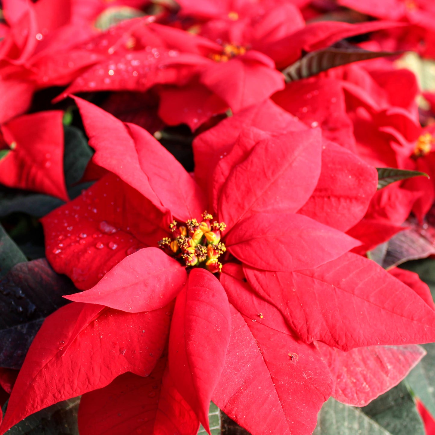 Poinsettia Peppermint Red