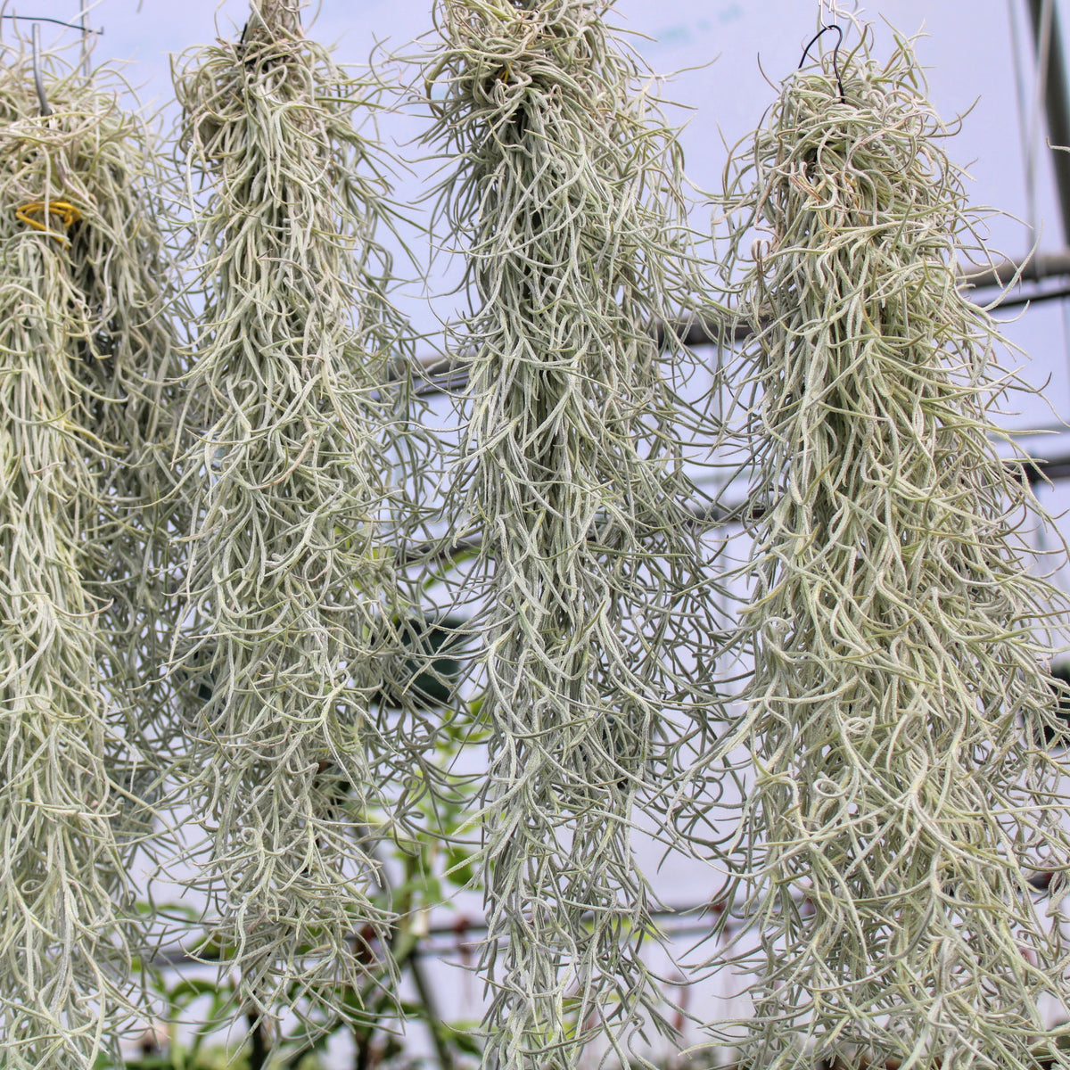 Spanish Moss Usneoides Air Plant  Spanish Moss Care and Growing -  Succulents Box