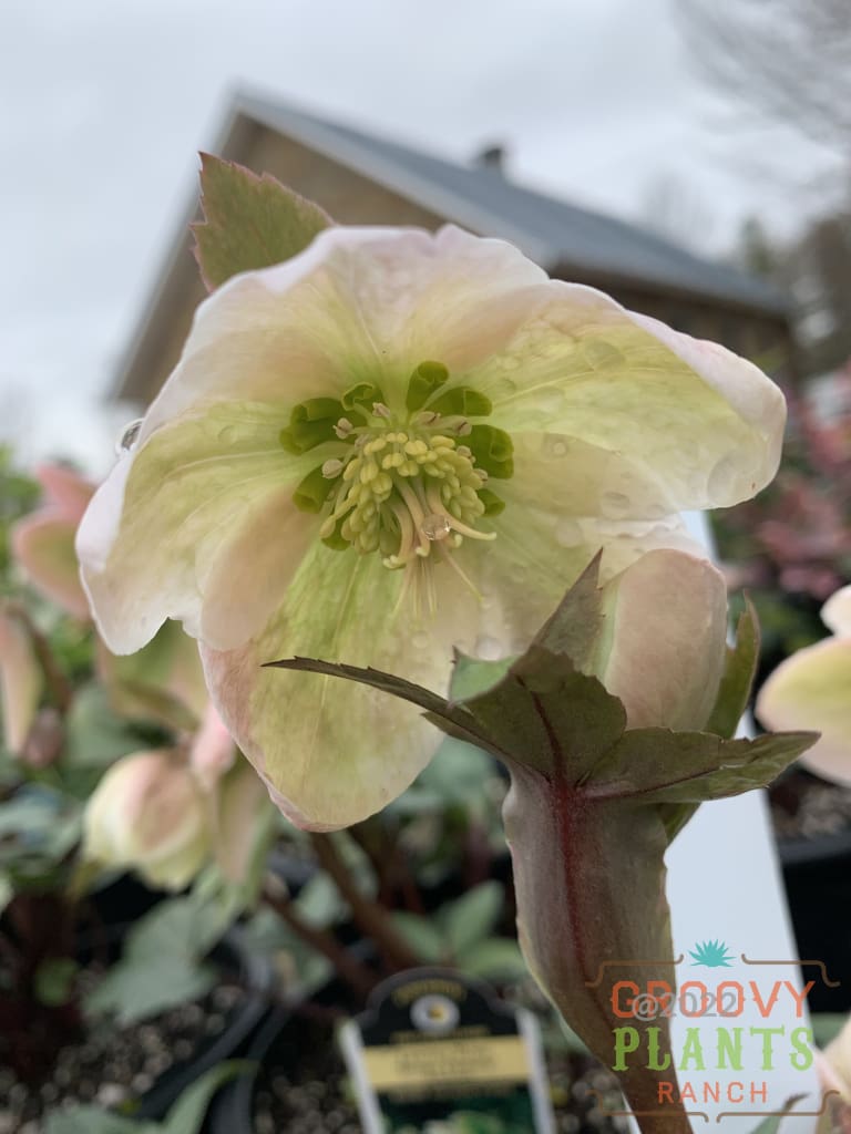 Helleborus | Ivory Prince