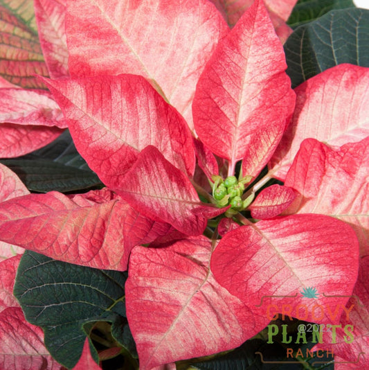 Poinsettia Beauty Princess