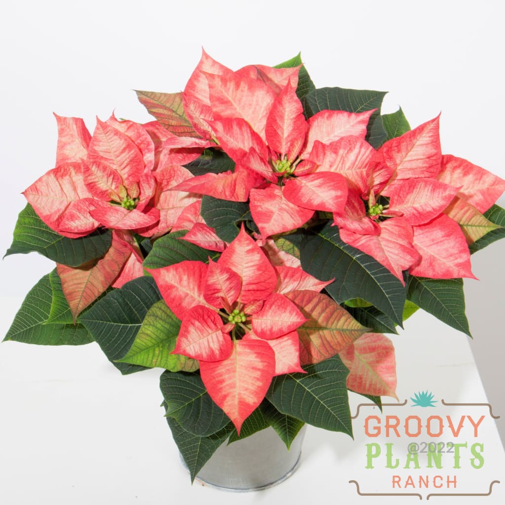 Poinsettia Beauty Princess