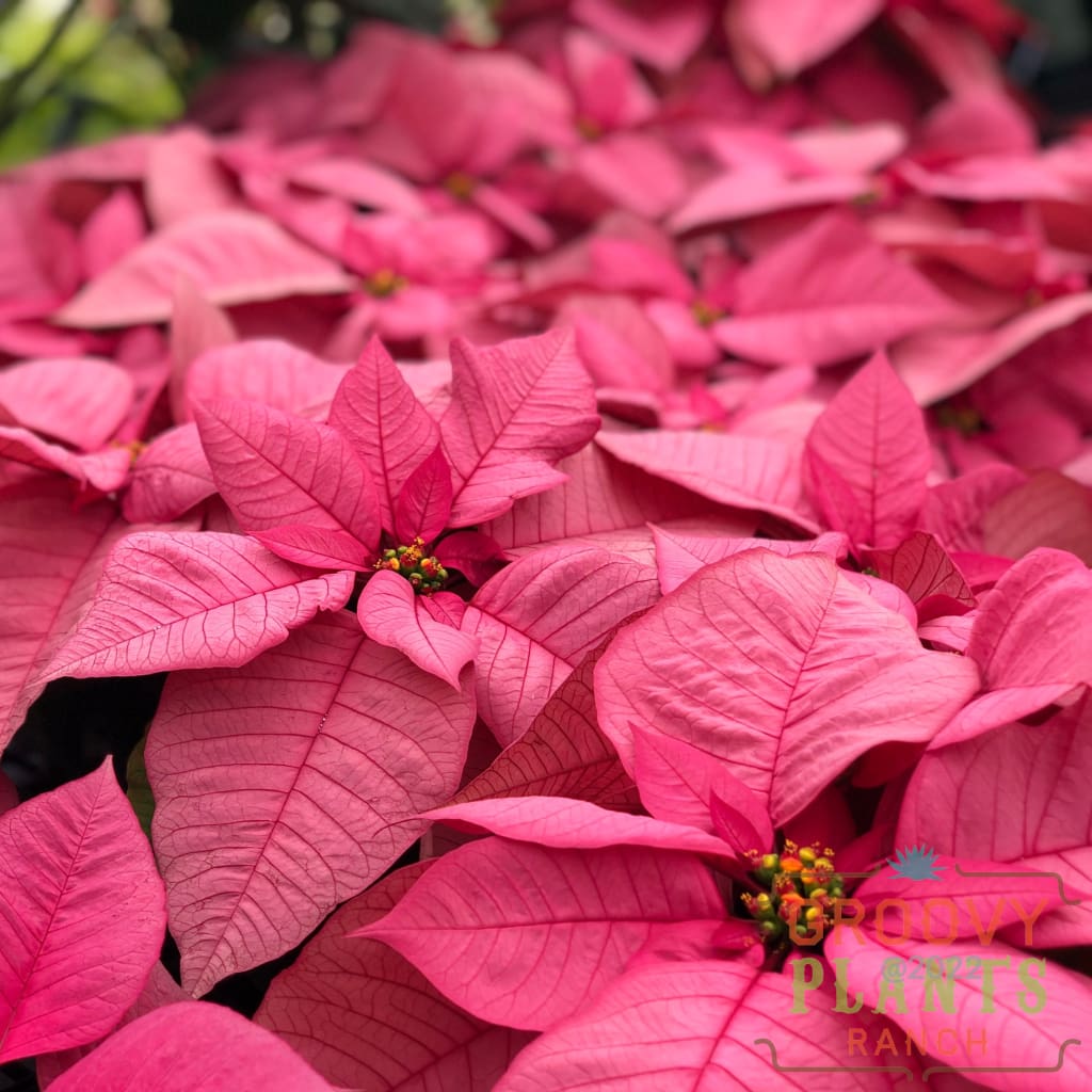Preorder Poinsettia Pink
