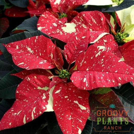 Preorder Poinsettia Red Glitter