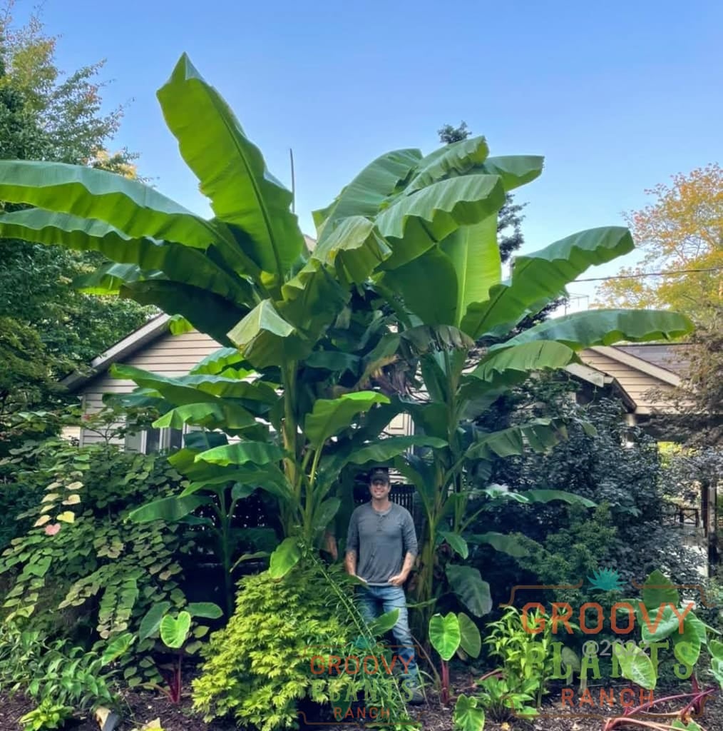 tropical plants banana palm Ohio Winter Hardy Banana | Japanese Banana