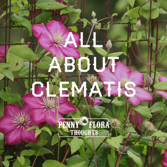 All About Clematis