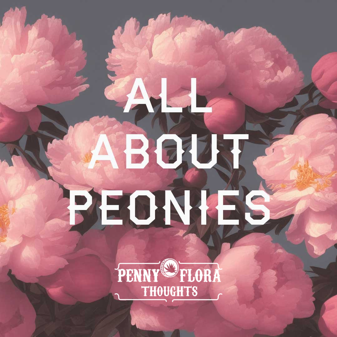 All About Peonies