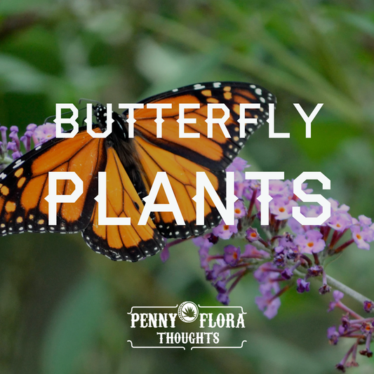 Butterfly Plants