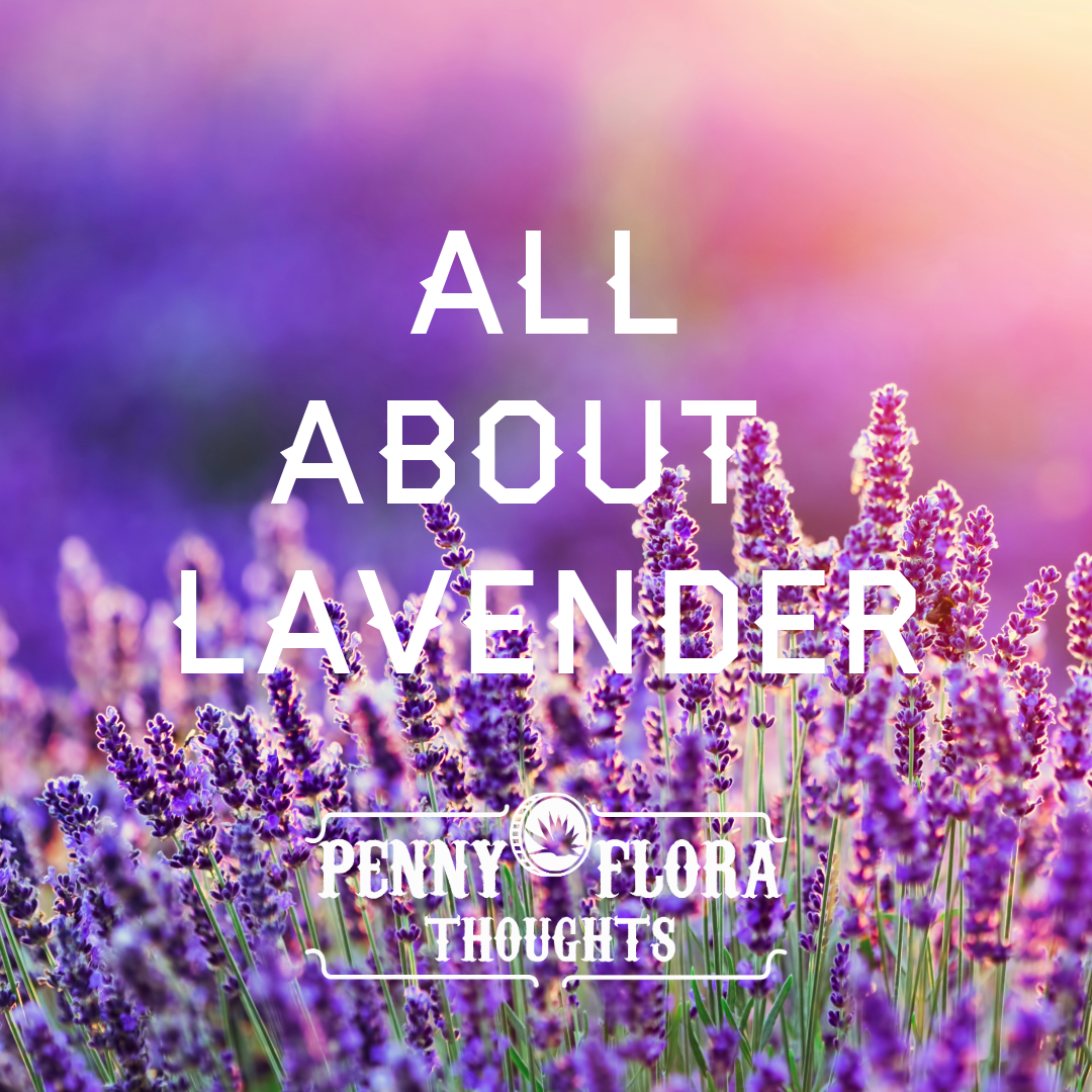 All About Lavender