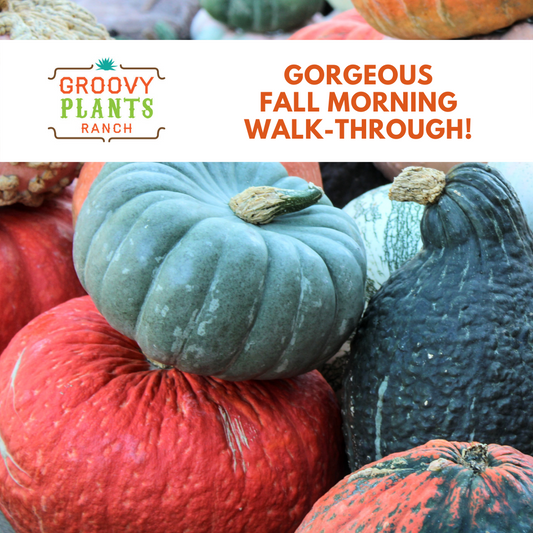 Gorgeous Fall Morning Walk-Through