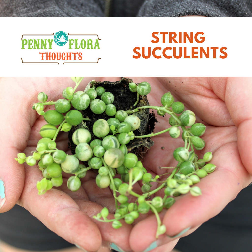 String Succulents