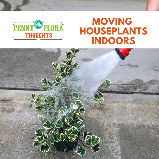 Moving Houseplants Indoors