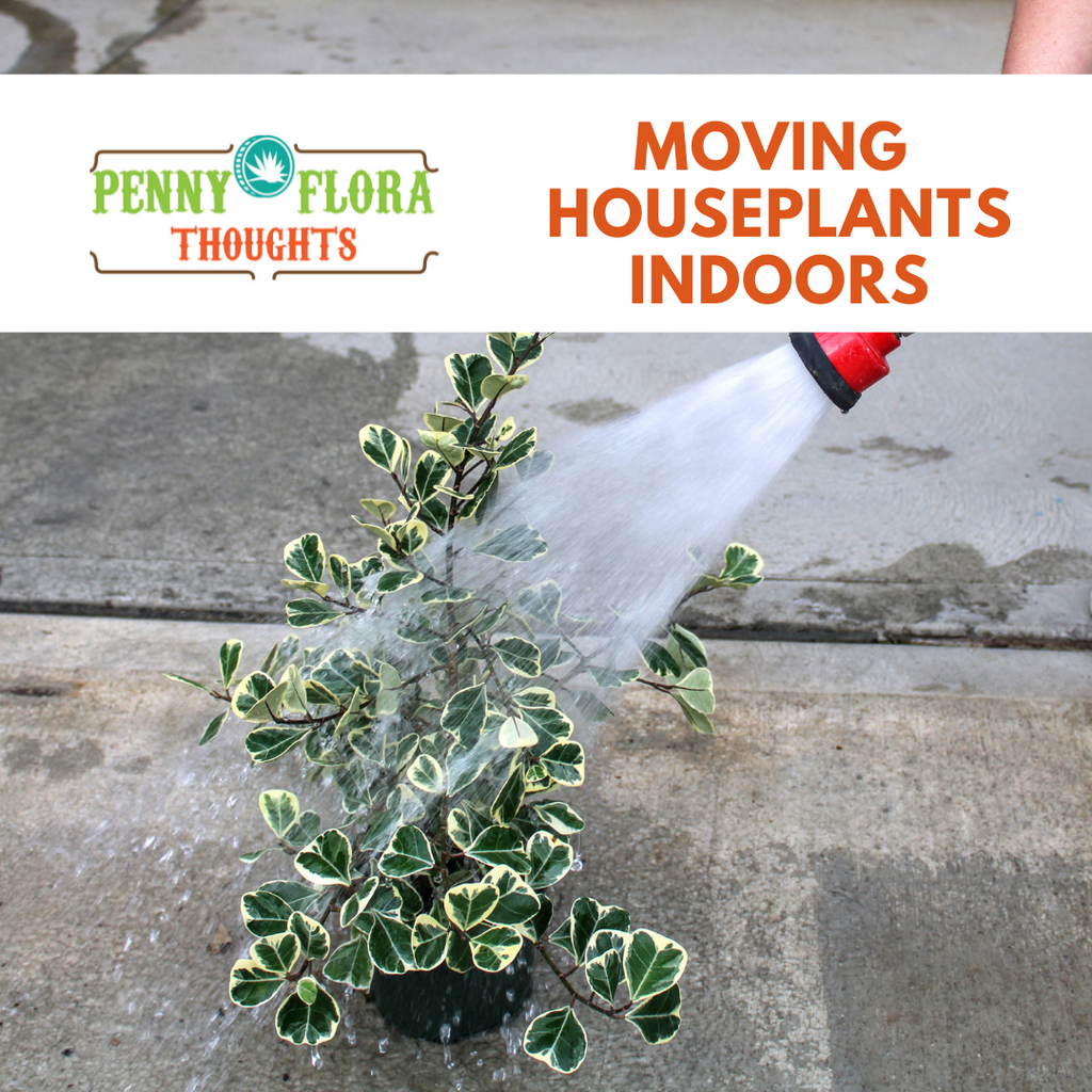 Moving Houseplants Indoors
