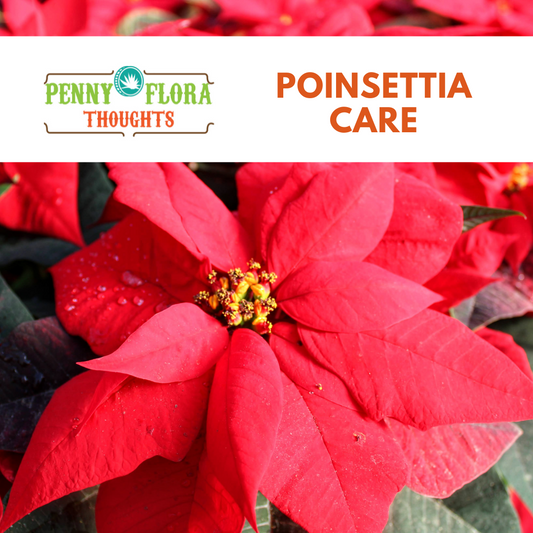Poinsettia Care