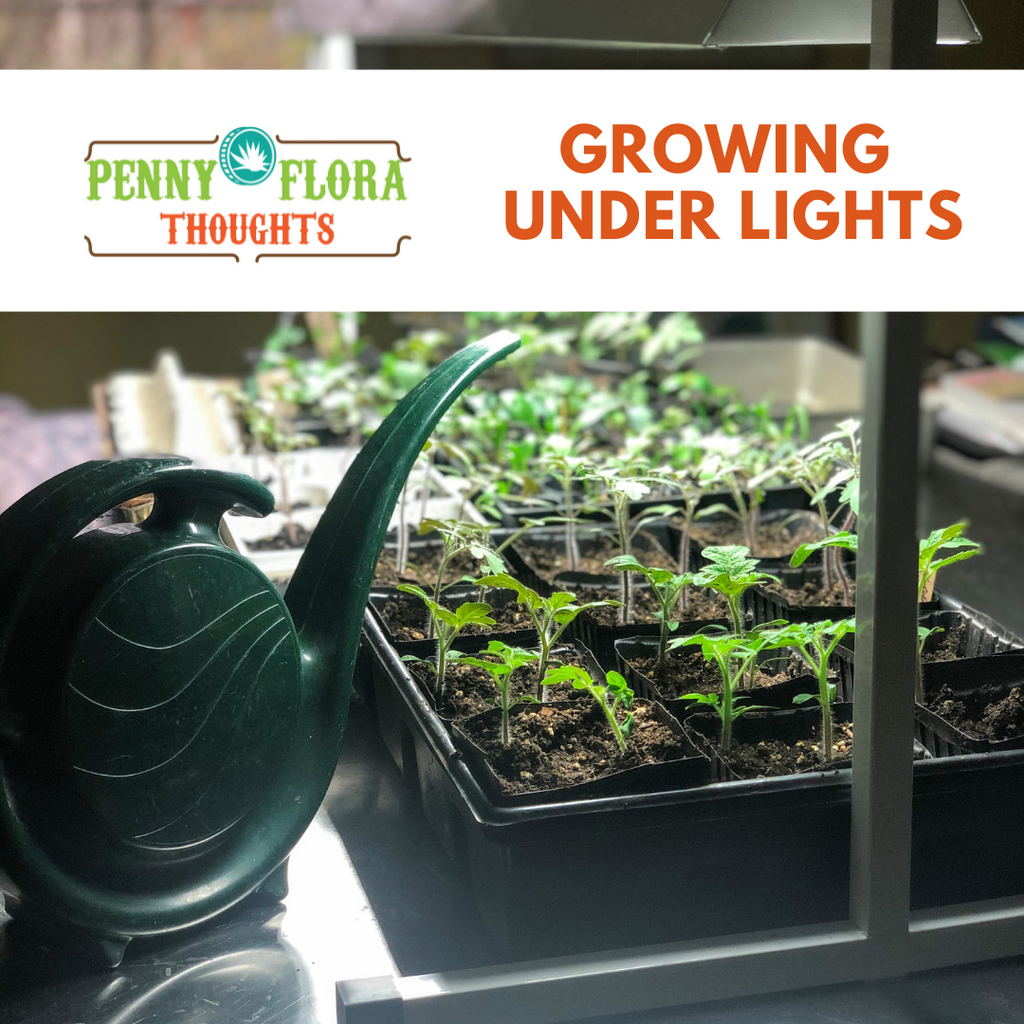 Growing Under Lights