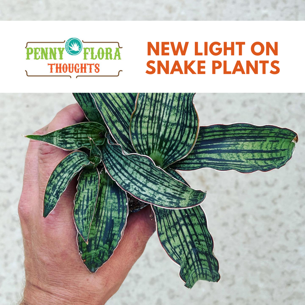 New Light on Snake Plants