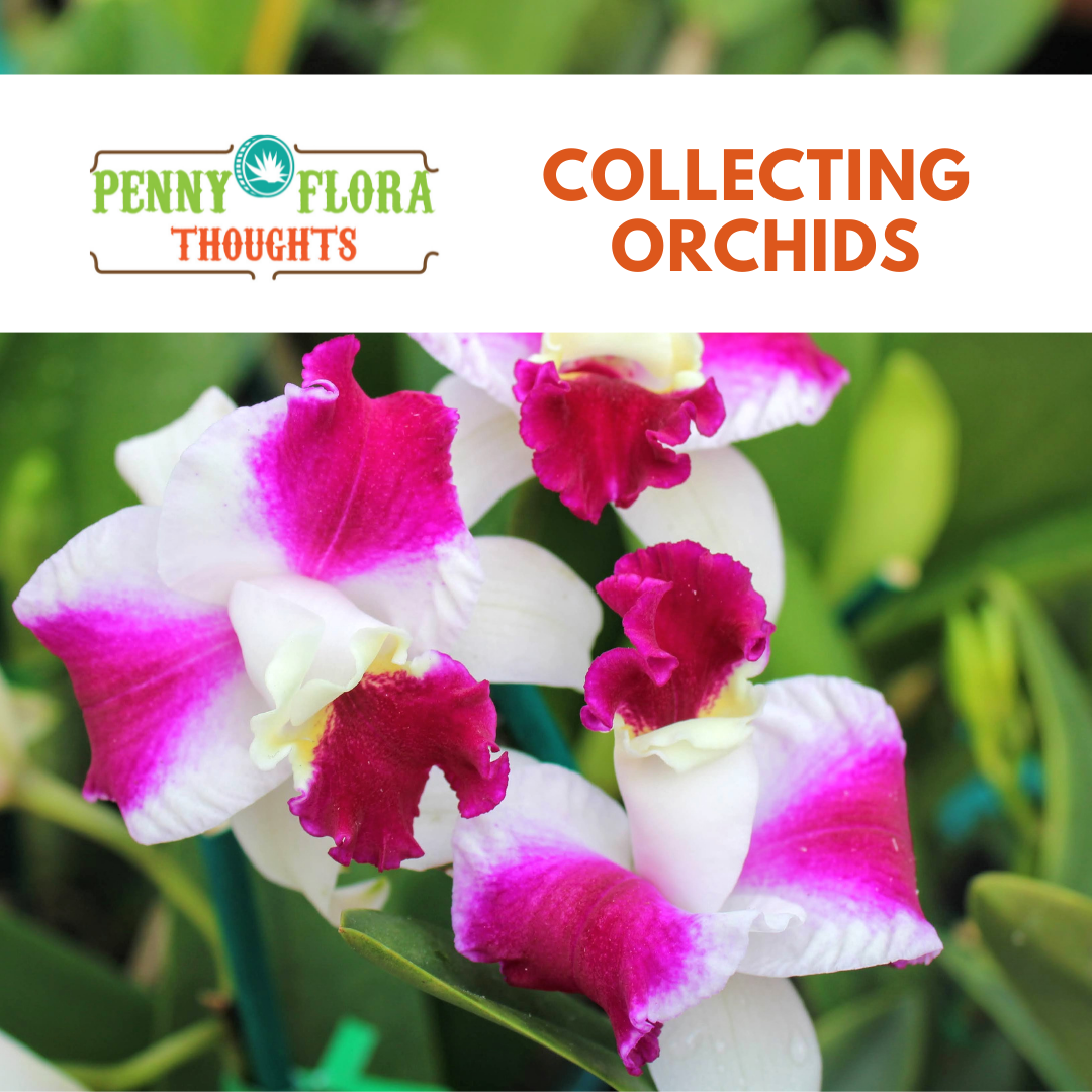 Collecting Orchids