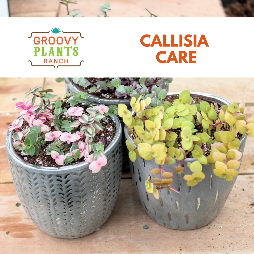 Callisia Care