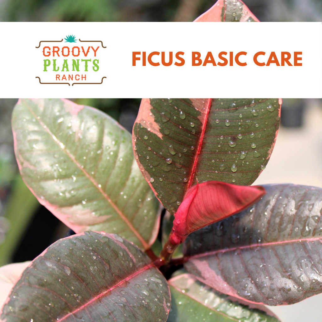 Ficus Basic Care