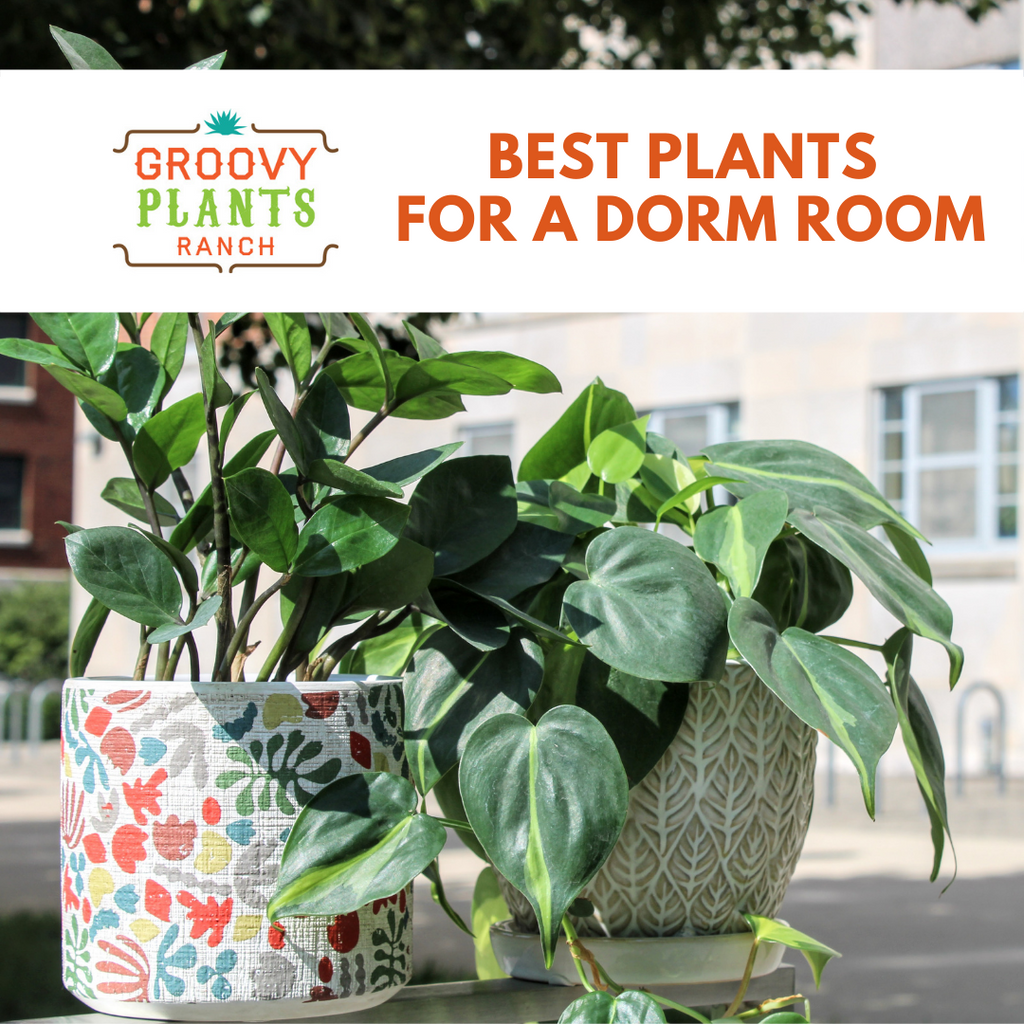 Best Plants for a Dorm Room