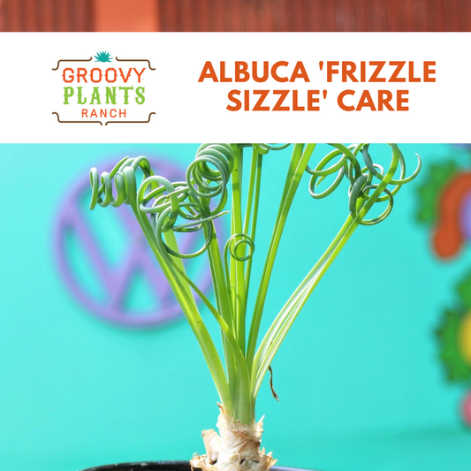 Albuca ‘Frizzle Sizzle‘ Care