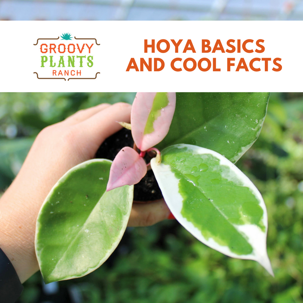 Hoya Basics & Cool Facts