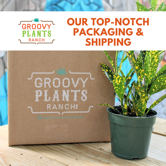 Our Top-Notch Packaging & Shipping