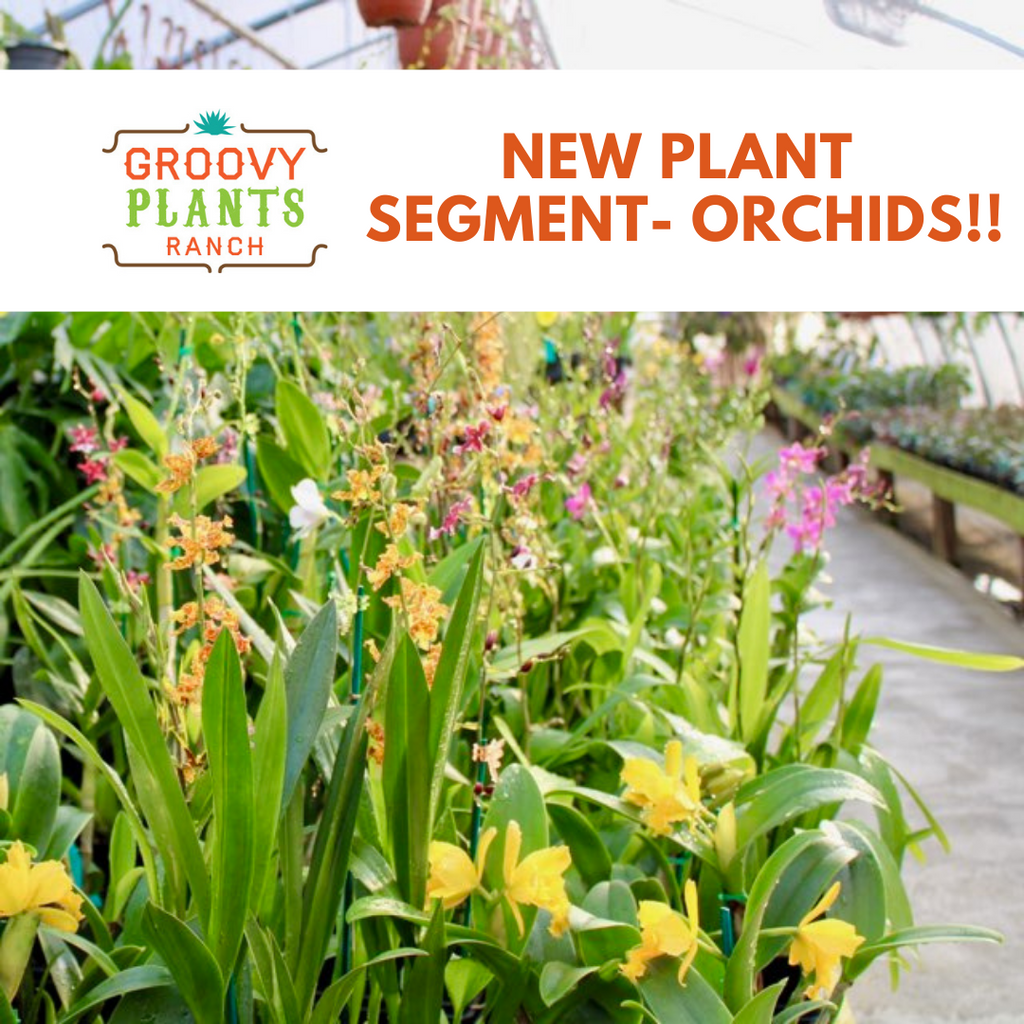After Hours New Plant Preview with Jared