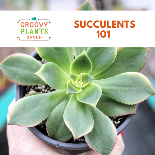 Succulents 101