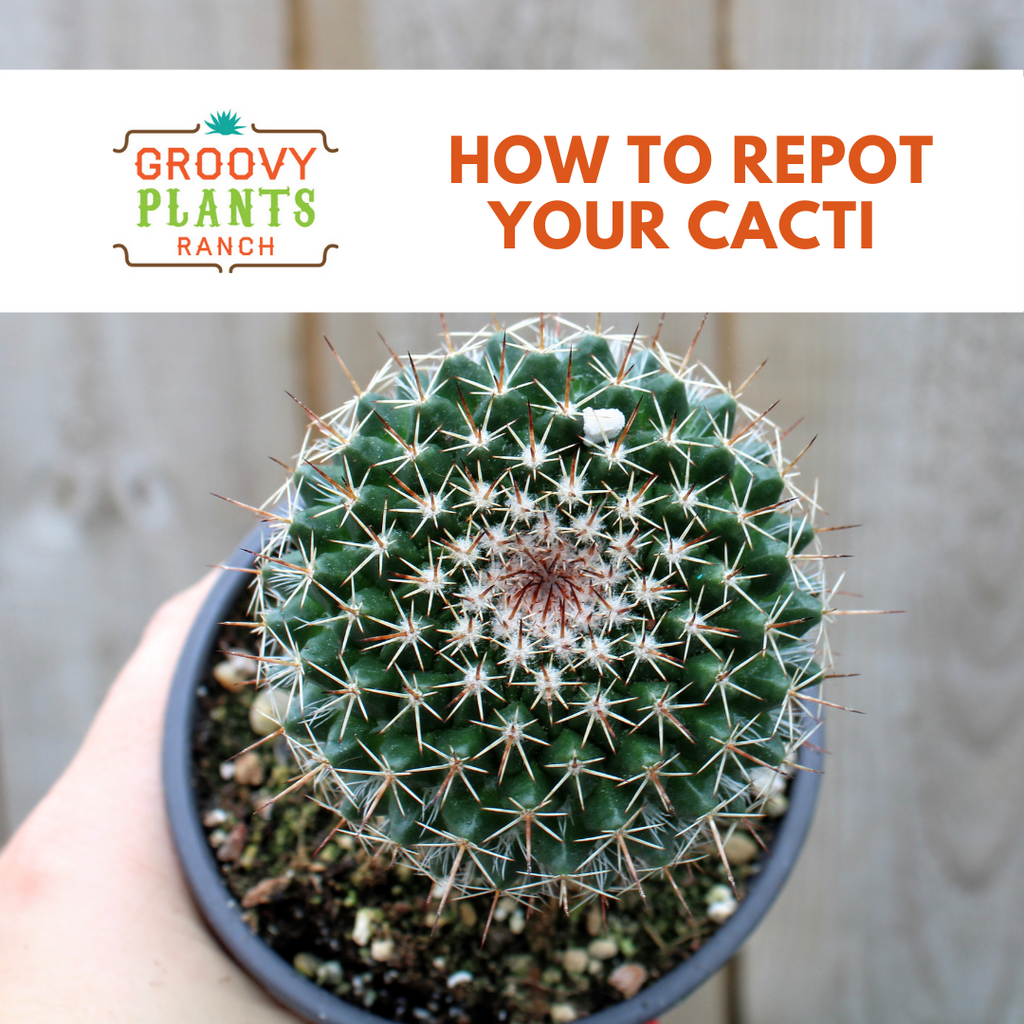 How to Report Your Cacti