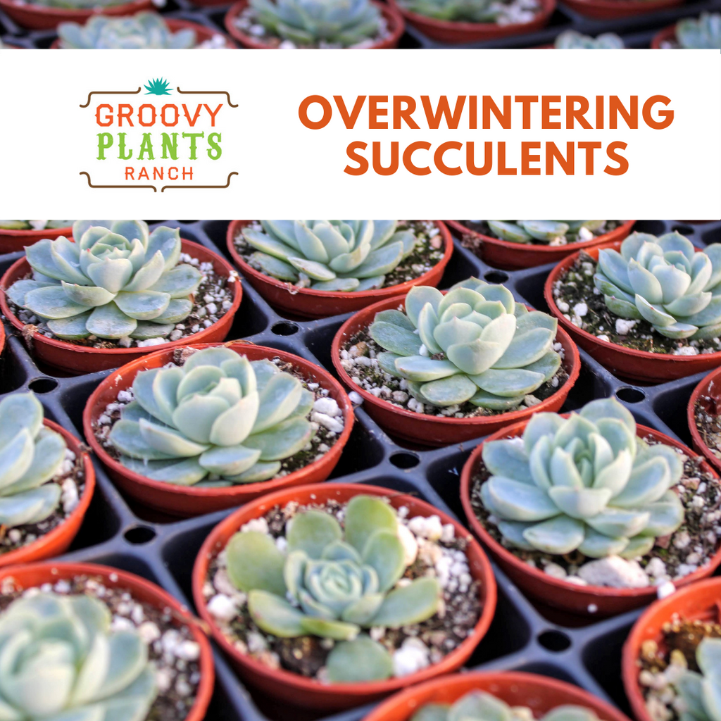 Overwintering Succulents