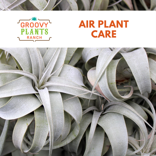 Air Plant Care