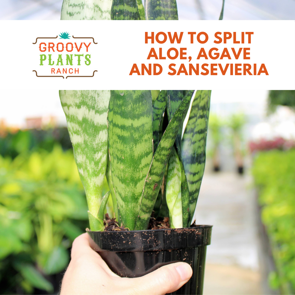 How to Split Aloe, Agave and Sansevieria