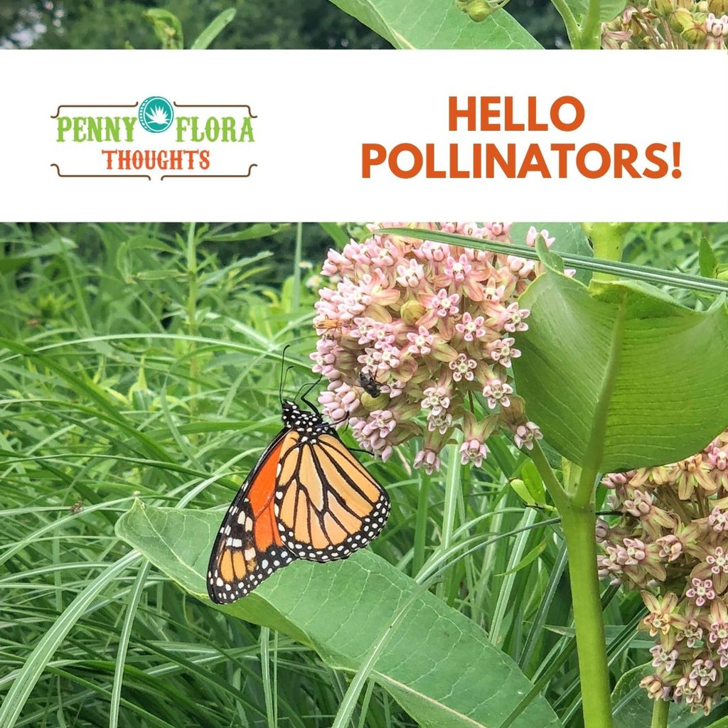 Hello Pollinators!