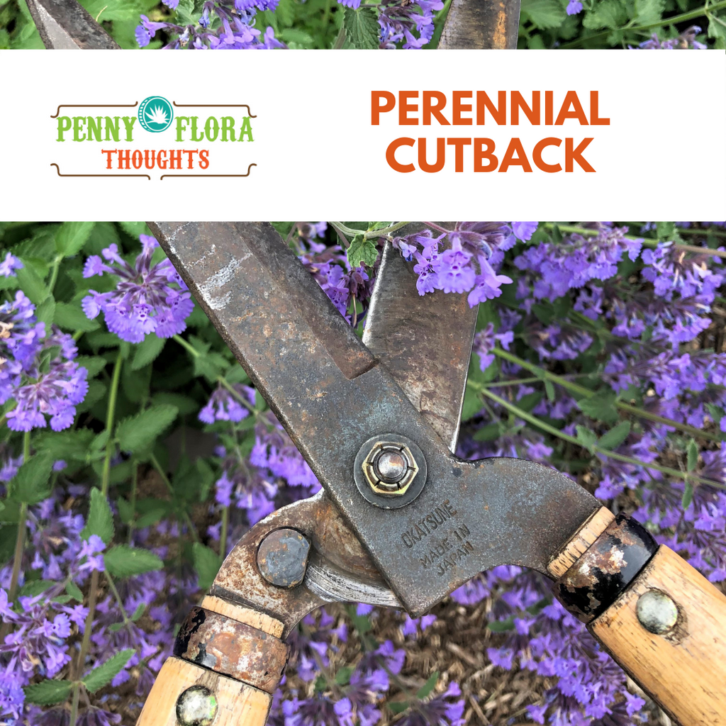 Perennial Cutback