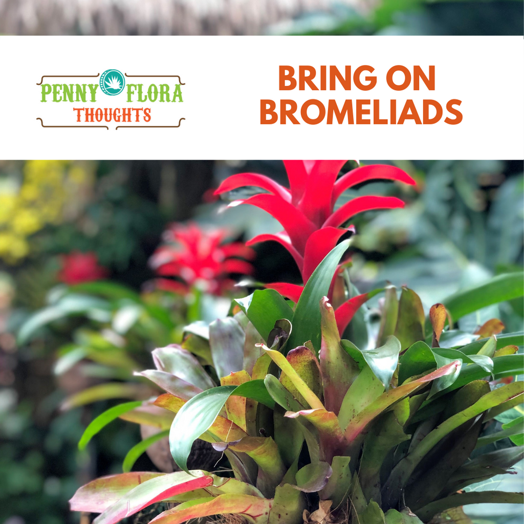 Bring on Bromeliads