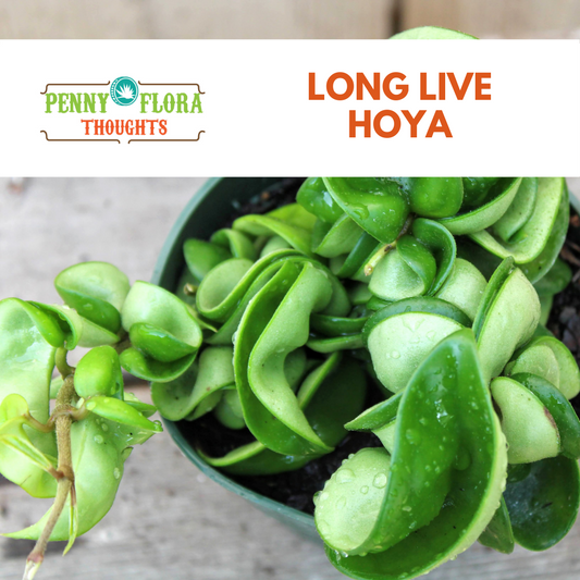 Long Live Hoya