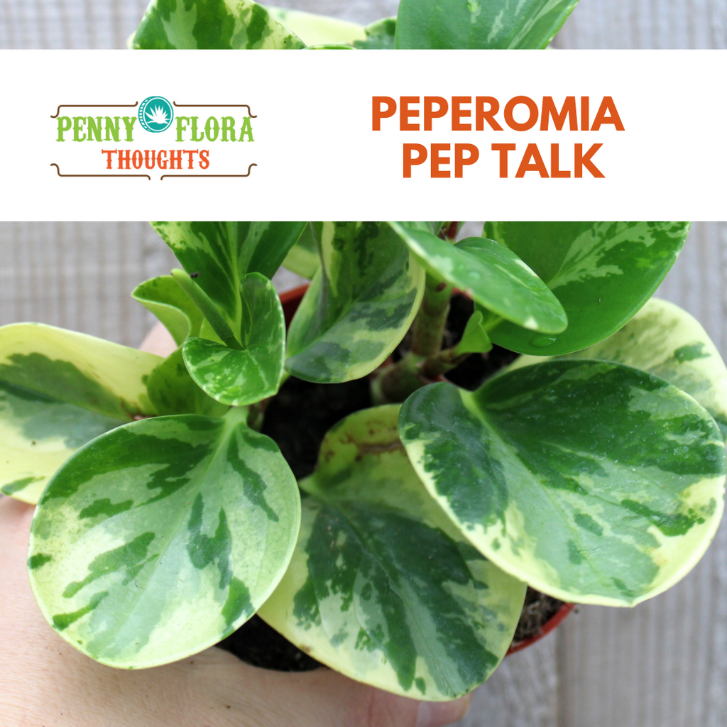 Peperomia Pep Talk