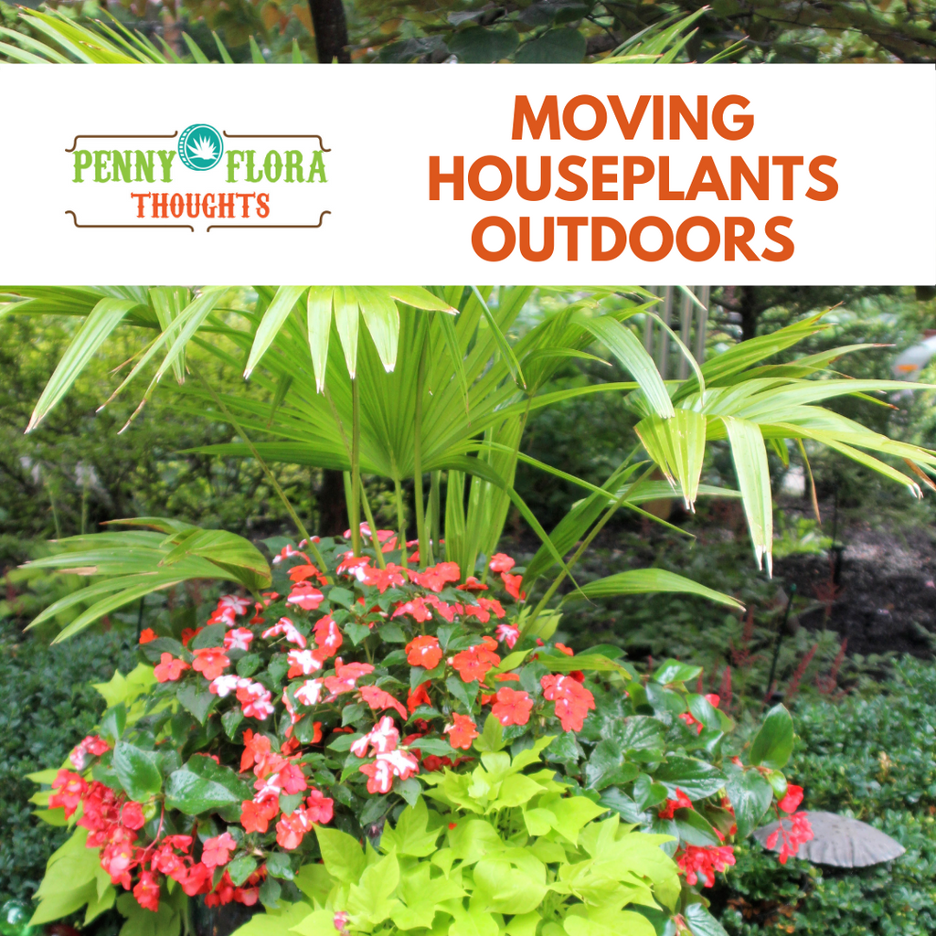 Moving Houseplants Outdoors