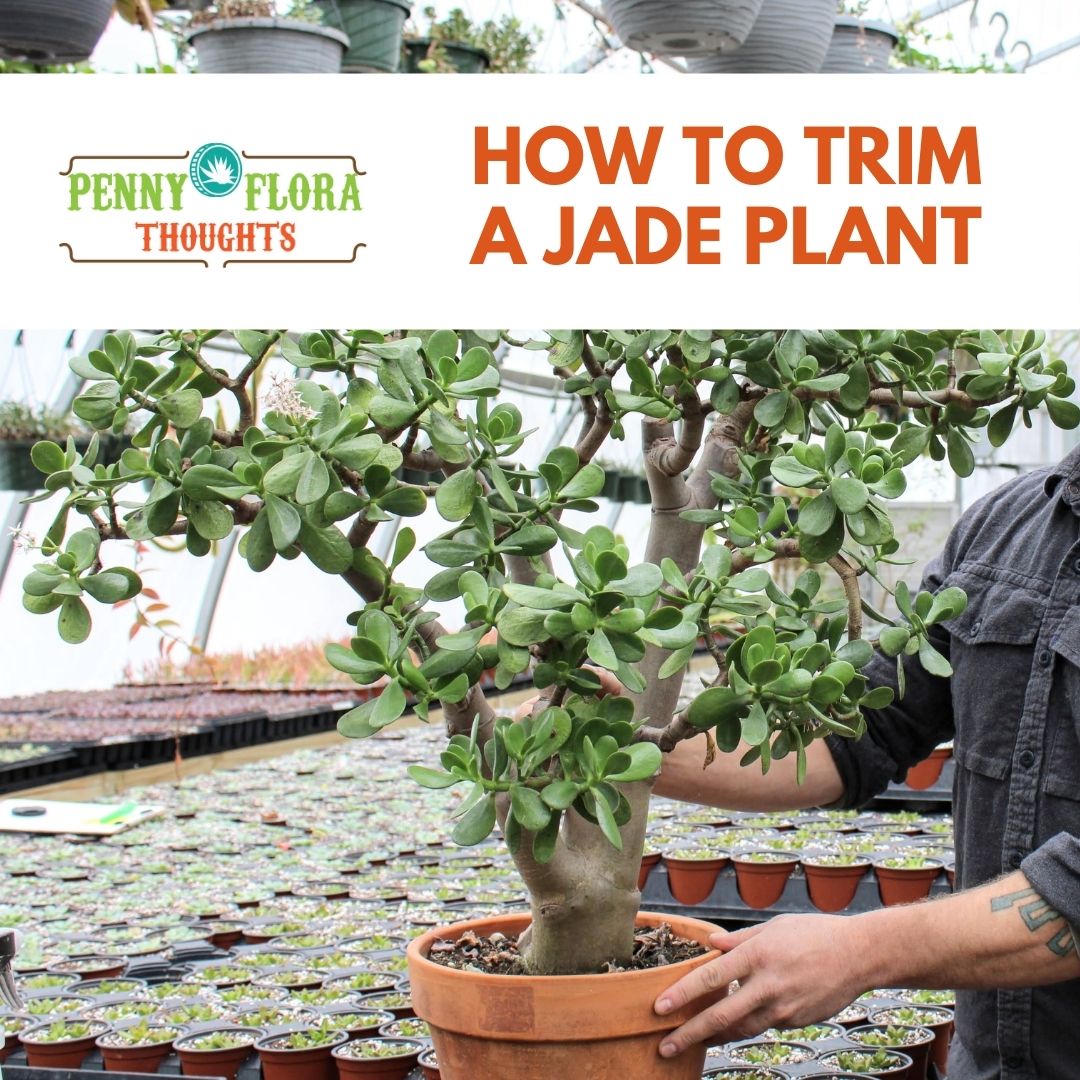 How to Trim a Jade Plant
