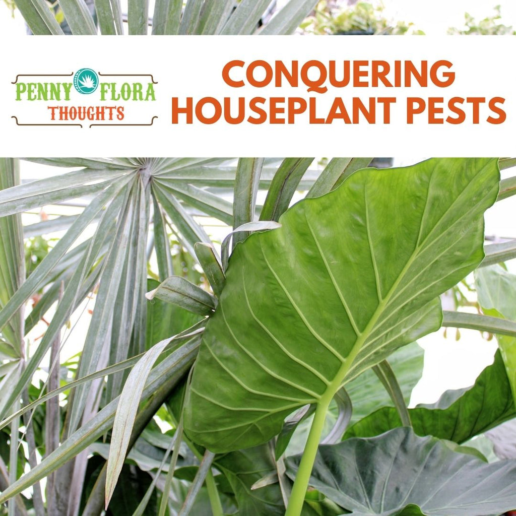 Conquering Houseplant Pests