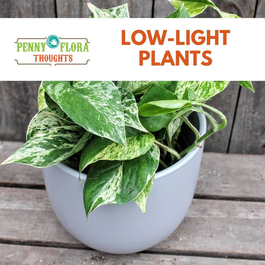 Low-Light Plants For Your Desk