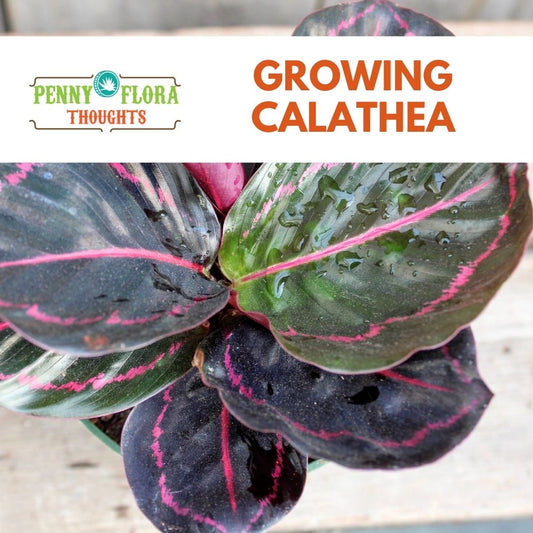 How to Grow Healthy Calathea Plants