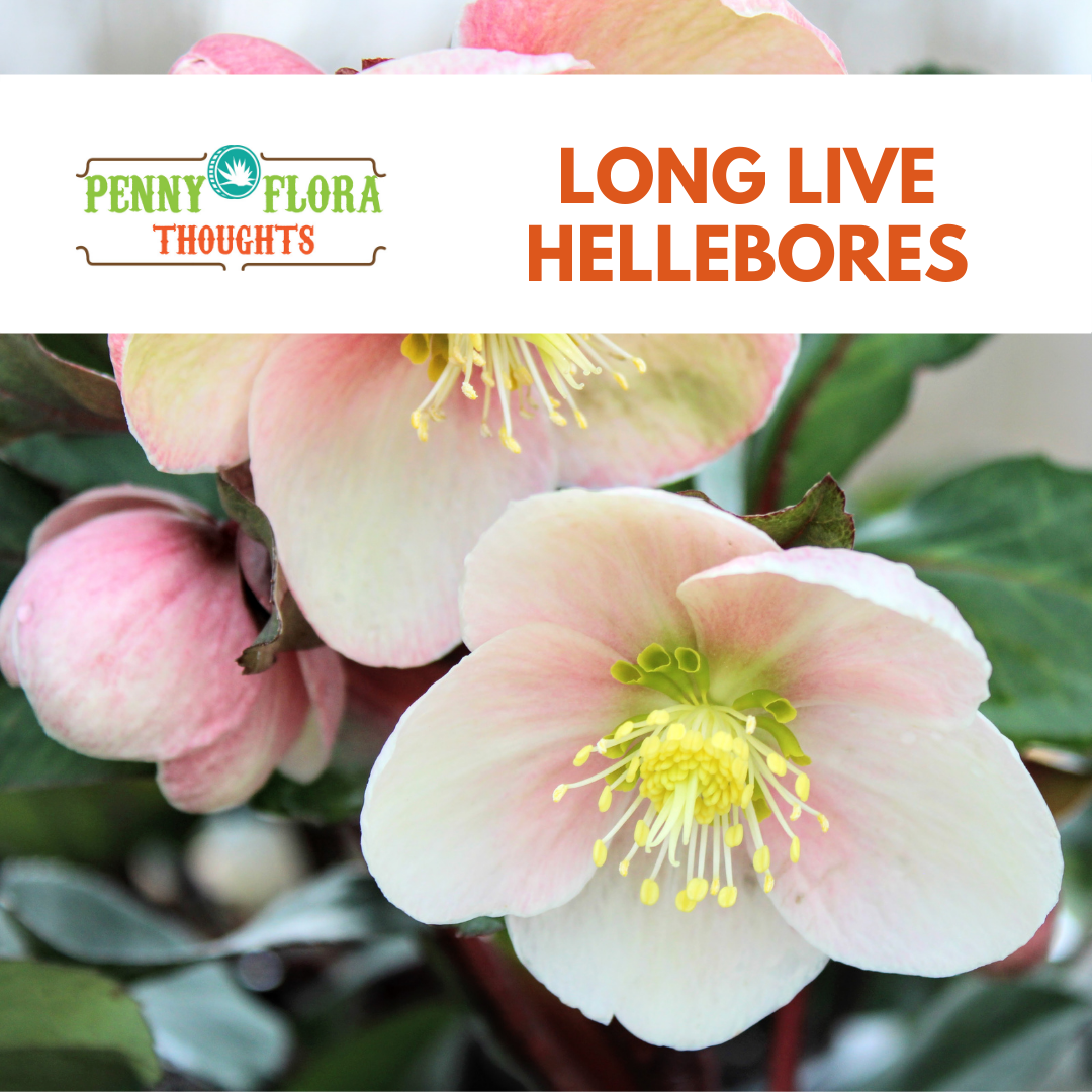Long Live Hellebores